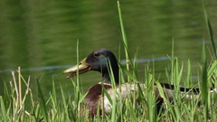 Anas platyrhynchos