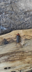 Cantharis fusca