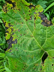 Ramularia abscondita