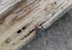 Cantharis fusca