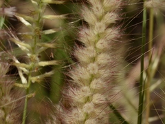 Cenchrus pedicellatus