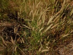 Cenchrus pedicellatus