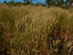 Cenchrus pedicellatus