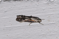 Blastodacna hellerella