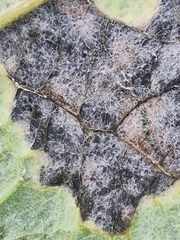 Ramularia abscondita