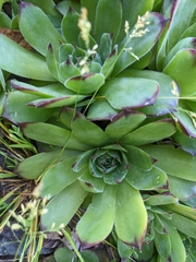 Sempervivum marmoreum