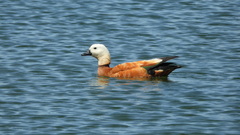 Tadorna ferruginea