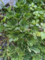 Sempervivum marmoreum