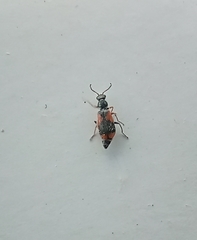 Anthocomus