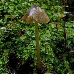 Entoloma squamiferum