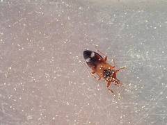 Anthocoris bakeri