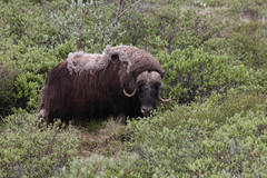 Ovibos moschatus