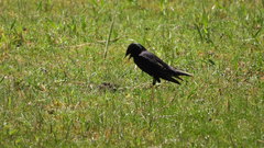 Sturnus vulgaris