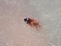 Anthocoris bakeri