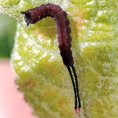 Cerura