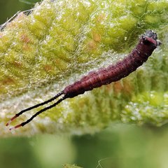 Cerura