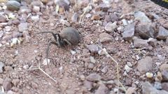 Latrodectus tredecimguttatus