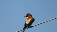 Merops apiaster