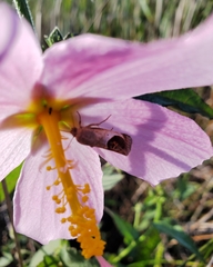 Tarache terminimaculata