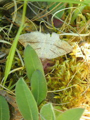 Petrophora subaequaria