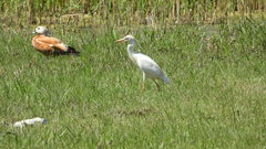 Bubulcus ibis