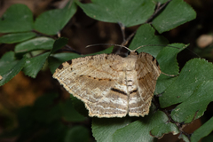 Calletaera dentata
