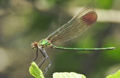 Calopteryx amata