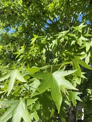 Liquidambar styraciflua