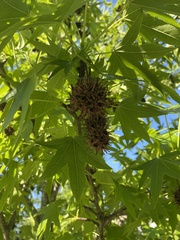 Liquidambar styraciflua