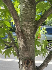 Liquidambar styraciflua