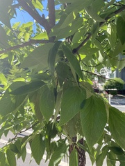 Celtis occidentalis