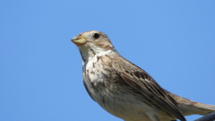 Emberiza calandra