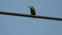 Merops persicus