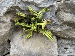 Asplenium trichomanes
