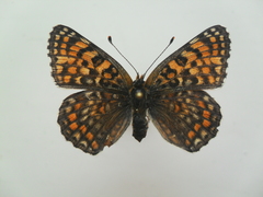 Melitaea ornata