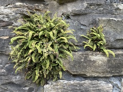Asplenium trichomanes