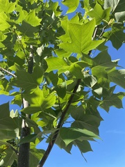 Liriodendron tulipifera