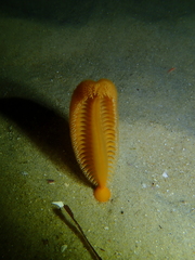 Sarcoptilus shaneparkeri
