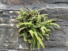 Asplenium trichomanes