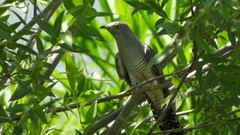 Cuculus canorus