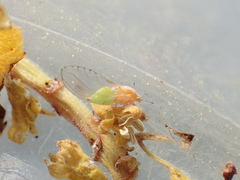 Trioza bakeri