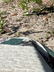 Erythrodiplax berenice