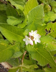 Persicaria thunbergii