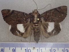 Catephia linteola