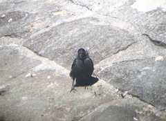 Corvus monedula