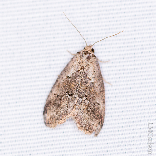 White-lined Graylets photo 3