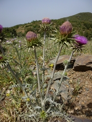 Carduus macrocephalus