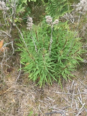 Solidago confinis
