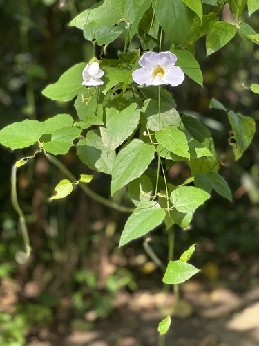 Thunbergia laurifolia