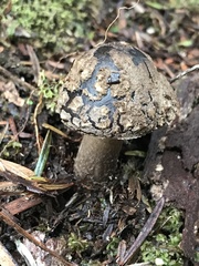Amanita nothofagi